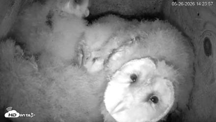 North Carolina Barn Owls Live Cam - May 26, 2026, 2:24pm EDT
