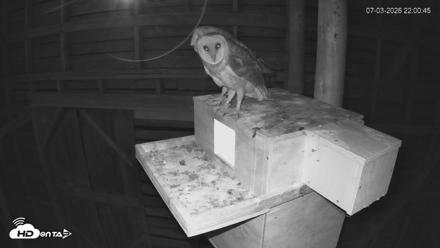North Carolina Barn Owls Live Cam - Jul 3, 2026, 10:01pm EDT