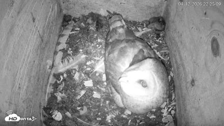 North Carolina Barn Owls Live Cam - Apr 12, 2026, 10:26pm EDT