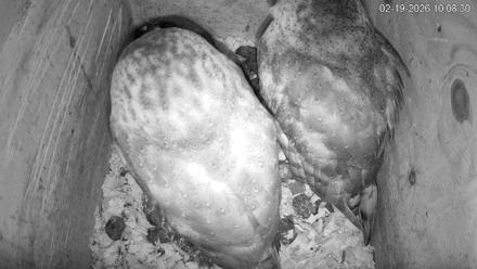 North Carolina Barn Owls Live Cam - Feb 19, 2026, 10:09am EST