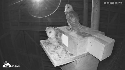 North Carolina Barn Owls Live Cam - Jun 17, 2026, 11:37pm EDT