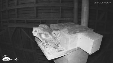 North Carolina Barn Owls Live Cam - Jun 27, 2026, 12:39am EDT