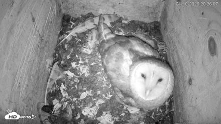 North Carolina Barn Owls Live Cam - Apr 10, 2026, 8:27pm EDT