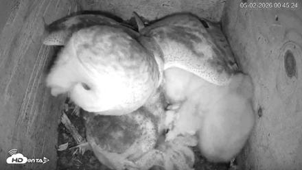 North Carolina Barn Owls Live Cam - May 2, 2026, 12:45am EDT