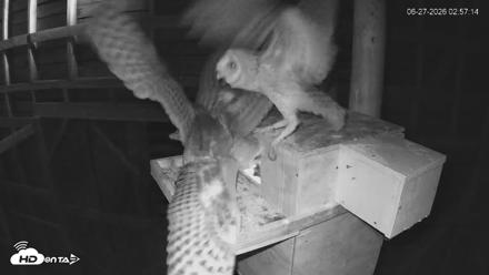 North Carolina Barn Owls Live Cam - Jun 27, 2026, 3:01am EDT