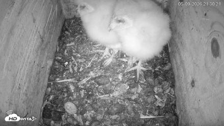 North Carolina Barn Owls Live Cam - May 9, 2026, 9:32pm EDT