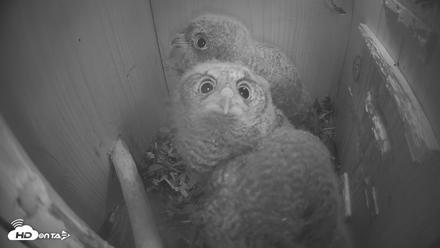 North Carolina Barn Owls Live Cam - Apr 14, 2026, 3:03am EDT