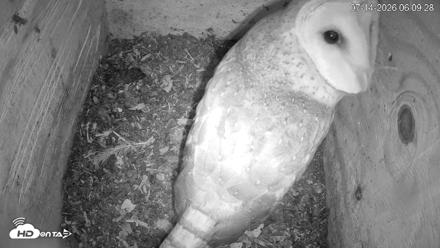 North Carolina Barn Owls Live Cam - Jul 14, 2026, 6:10am EDT
