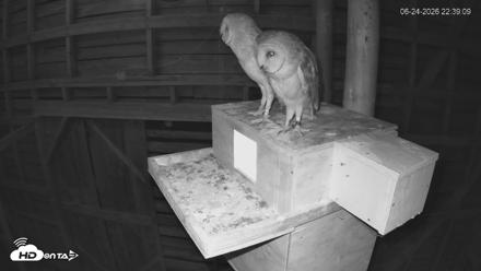 North Carolina Barn Owls Live Cam - Jun 24, 2026, 10:39pm EDT