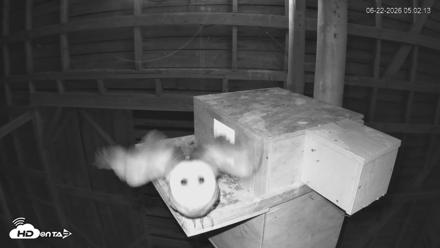 North Carolina Barn Owls Live Cam - Jun 22, 2026, 5:03am EDT