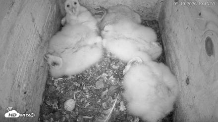 North Carolina Barn Owls Live Cam - May 10, 2026, 7:16pm EDT