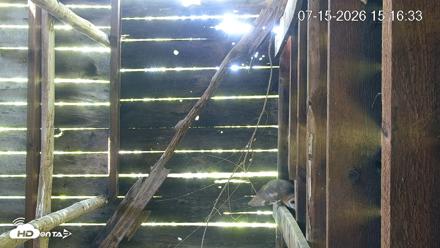North Carolina Barn Owls Live Cam - Jul 15, 2026, 3:17pm EDT
