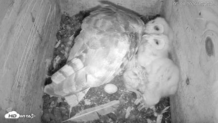 North Carolina Barn Owls Live Cam - May 1, 2026, 5:48pm EDT