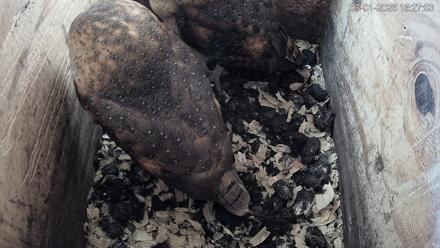 North Carolina Barn Owls Live Cam - Mar 1, 2026, 4:27pm EST