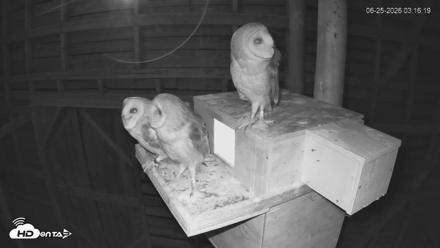 North Carolina Barn Owls Live Cam - Jun 25, 2026, 3:17am EDT