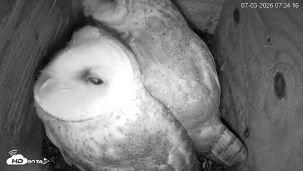 North Carolina Barn Owls Live Cam - Jul 3, 2026, 7:25am EDT