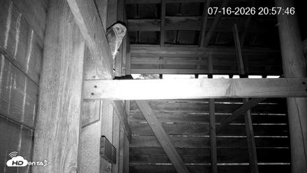 North Carolina Barn Owls Live Cam - Jul 16, 2026, 8:59pm EDT
