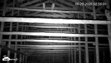 North Carolina Barn Owls Live Cam - Jun 20, 2026, 2:57am EDT