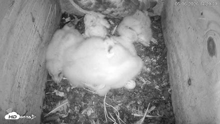 North Carolina Barn Owls Live Cam - May 6, 2026, 2:31pm EDT