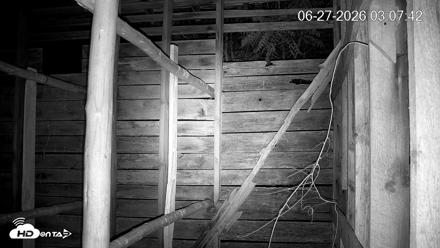 North Carolina Barn Owls Live Cam - Jun 27, 2026, 3:08am EDT