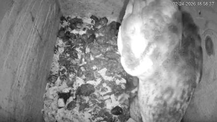 North Carolina Barn Owls Live Cam - Feb 24, 2026, 6:59pm EST