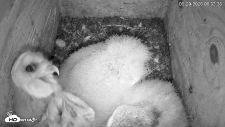 North Carolina Barn Owls Live Cam - May 29, 2026, 8:34am EDT