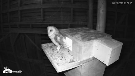 North Carolina Barn Owls Live Cam - Jun 26, 2026, 9:34pm EDT