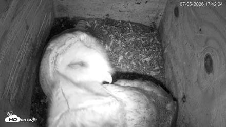 North Carolina Barn Owls Live Cam - Jul 5, 2026, 5:44pm EDT