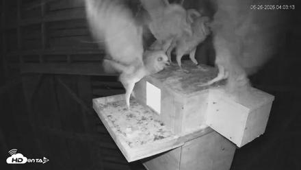 North Carolina Barn Owls Live Cam - Jun 26, 2026, 4:04am EDT
