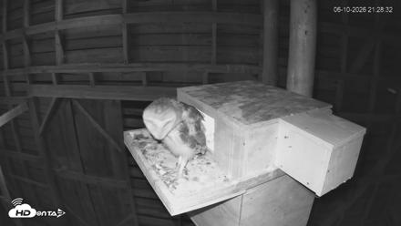 North Carolina Barn Owls Live Cam - Jun 10, 2026, 9:29pm EDT