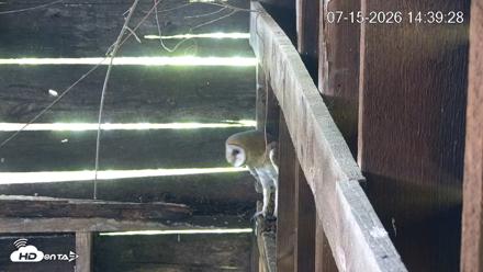 North Carolina Barn Owls Live Cam - Jul 15, 2026, 2:40pm EDT