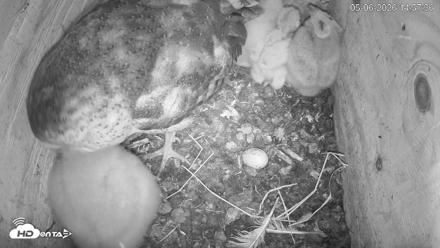 North Carolina Barn Owls Live Cam - May 6, 2026, 3:01pm EDT