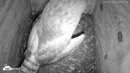 North Carolina Barn Owls Live Cam - Jul 3, 2026, 4:36pm EDT