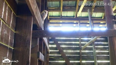 North Carolina Barn Owls Live Cam - Jul 16, 2026, 5:59pm EDT