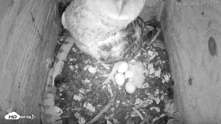 North Carolina Barn Owls Live Cam - Apr 14, 2026, 5:24pm EDT