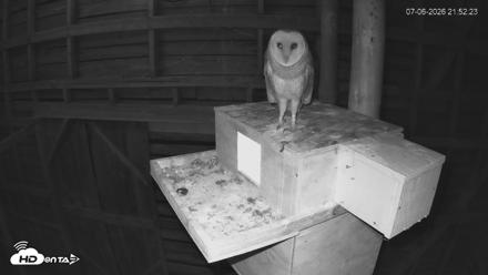 North Carolina Barn Owls Live Cam - Jul 6, 2026, 9:53pm EDT