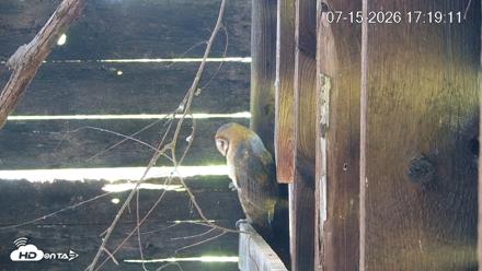 North Carolina Barn Owls Live Cam - Jul 15, 2026, 5:20pm EDT