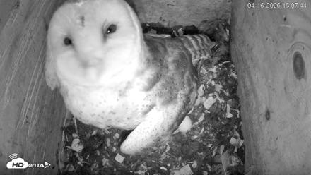 North Carolina Barn Owls Live Cam - Apr 16, 2026, 3:08pm EDT