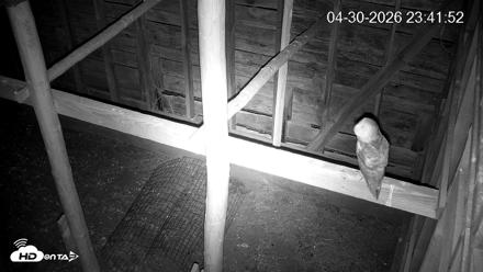 North Carolina Barn Owls Live Cam - Apr 30, 2026, 11:42pm EDT