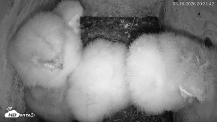 North Carolina Barn Owls Live Cam - May 16, 2026, 8:33pm EDT