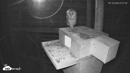 North Carolina Barn Owls Live Cam - Jun 16, 2026, 11:28pm EDT