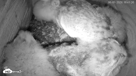 North Carolina Barn Owls Live Cam - Jun 1, 2026, 6:45pm EDT