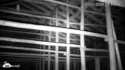 North Carolina Barn Owls Live Cam - Jul 12, 2026, 9:25pm EDT