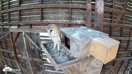 North Carolina Barn Owls Live Cam - Jun 21, 2026, 6:22pm EDT