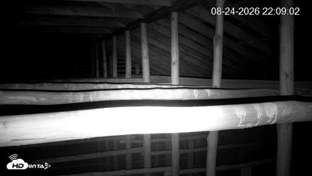 North Carolina Barn Owls Live Cam - Aug 24, 2026, 10:09pm EDT