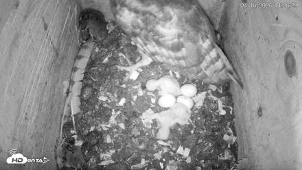 North Carolina Barn Owls Live Cam - Apr 16, 2026, 2:28pm EDT