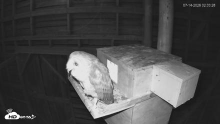 North Carolina Barn Owls Live Cam - Jul 14, 2026, 2:34am EDT