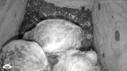 North Carolina Barn Owls Live Cam - Jun 9, 2026, 12:07pm EDT