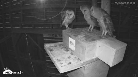 North Carolina Barn Owls Live Cam - Jun 16, 2026, 5:53am EDT