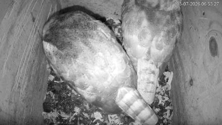 North Carolina Barn Owls Live Cam - Mar 7, 2026, 6:54am EST